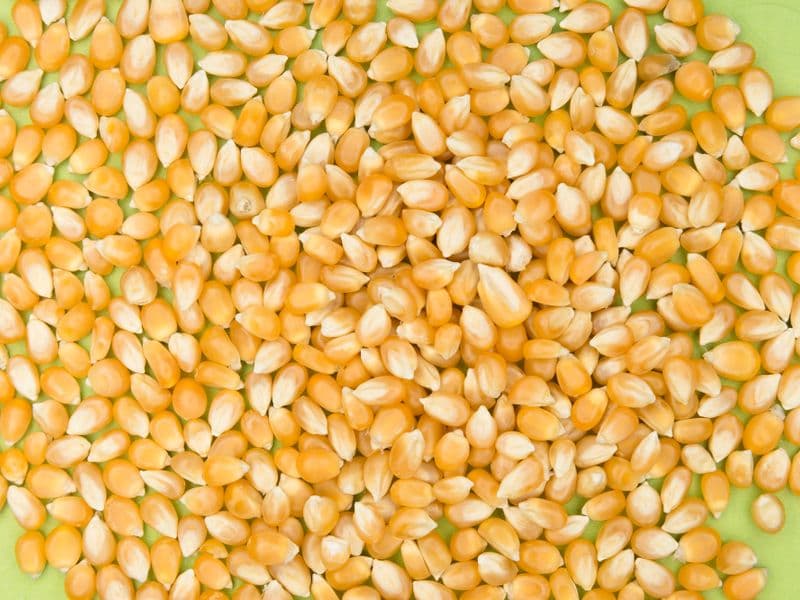 Safflower seed kernels, dried