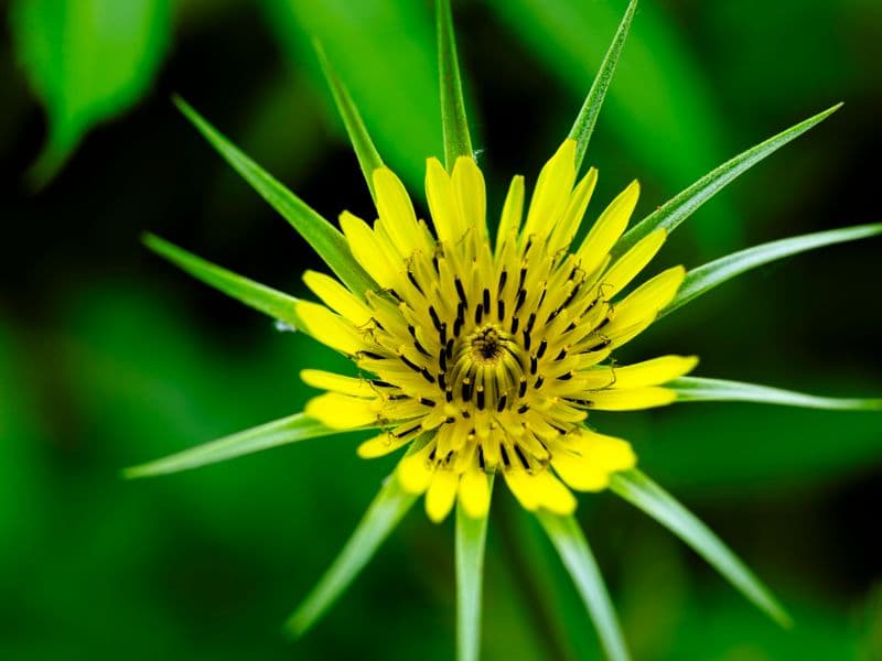 Salsify, cooked