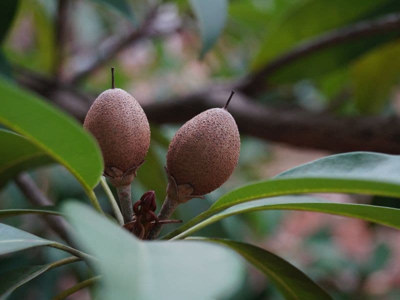 Sapodilla, raw