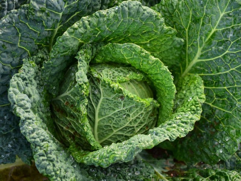 Savoy cabbage, cooked