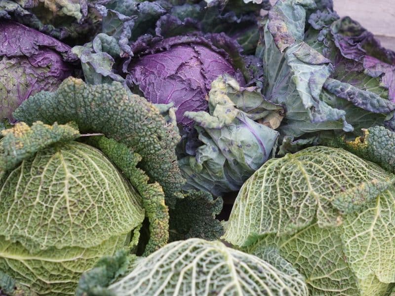 Savoy cabbage, raw