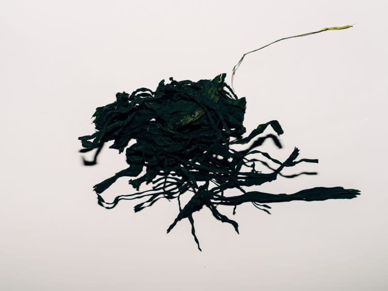 Kelp (seaweed), raw