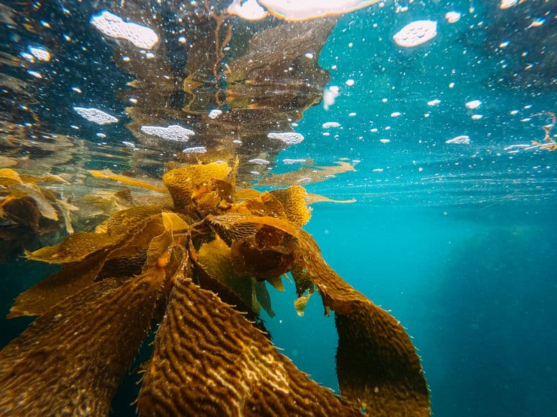 Seaweed, wakame