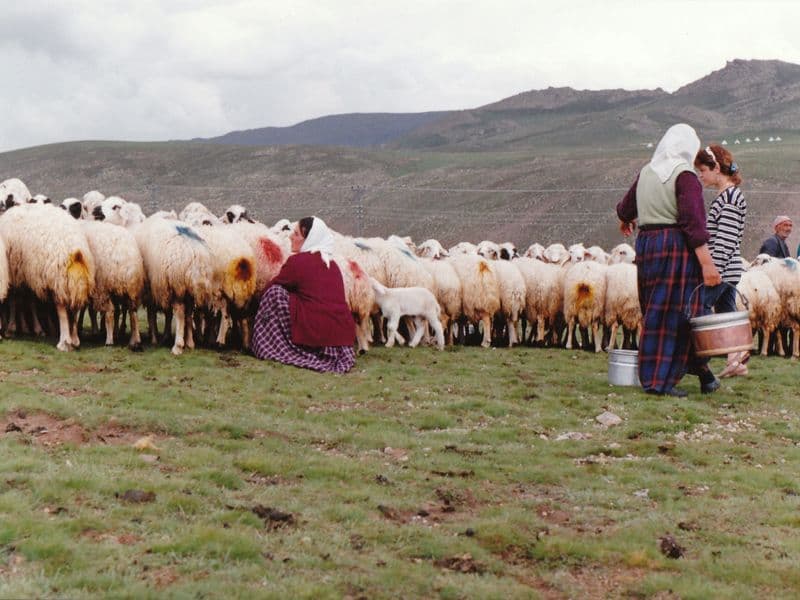 Sheep milk