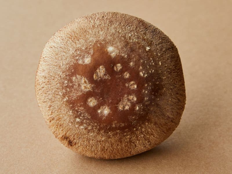 Shiitake mushroom, cooked