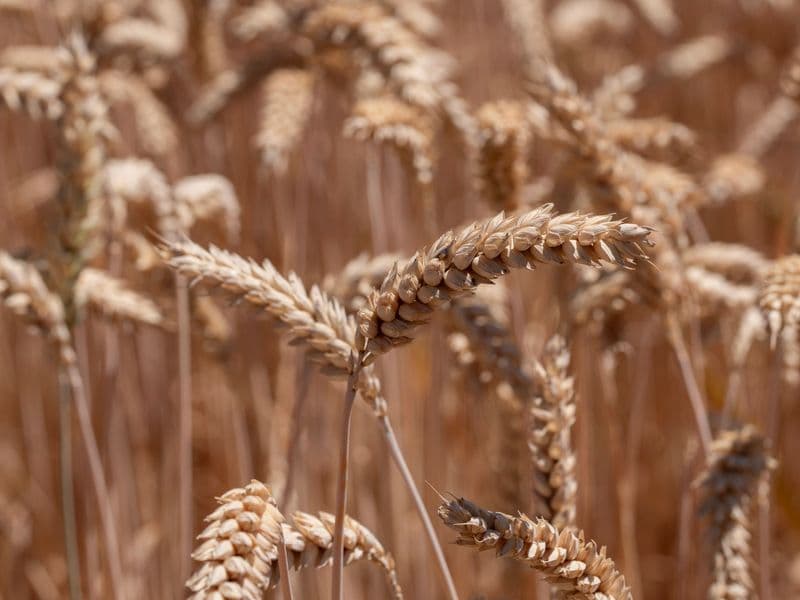 Shredded wheat cereal