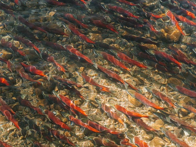 Sockeye salmon, cooked