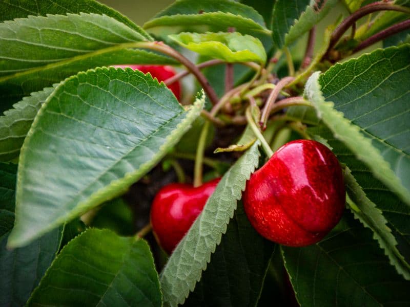 Sour cherries, canned