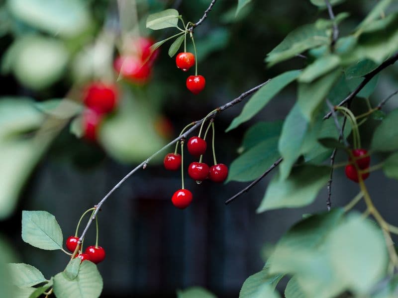 Sour cherries, frozen