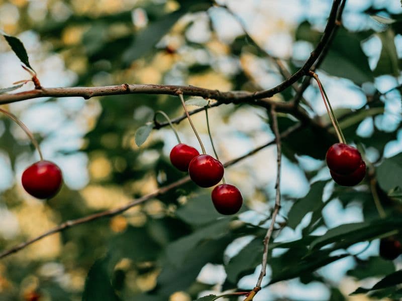Sour cherries, raw