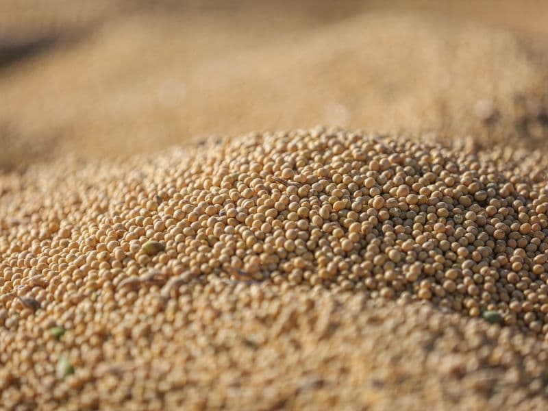 Soybean oil