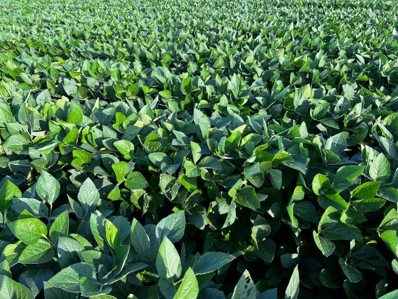 Soybeans, green, cooked