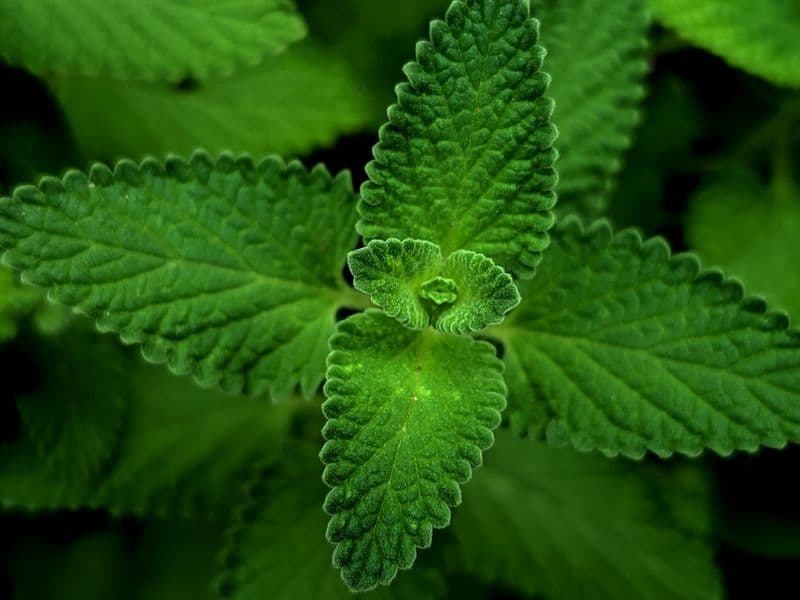 Spearmint, dried