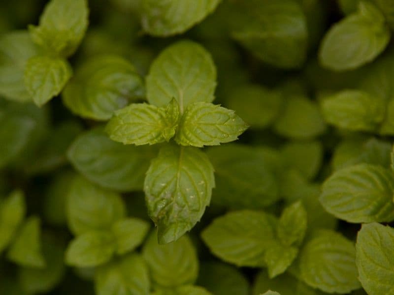 Spearmint, fresh