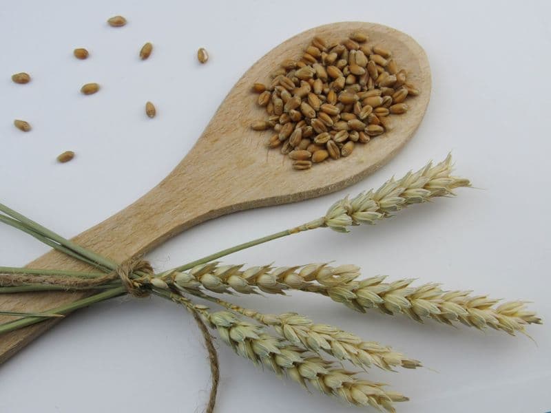 Spelt, cooked