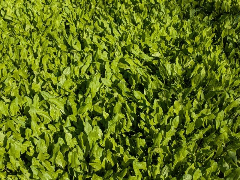 Spinach, raw