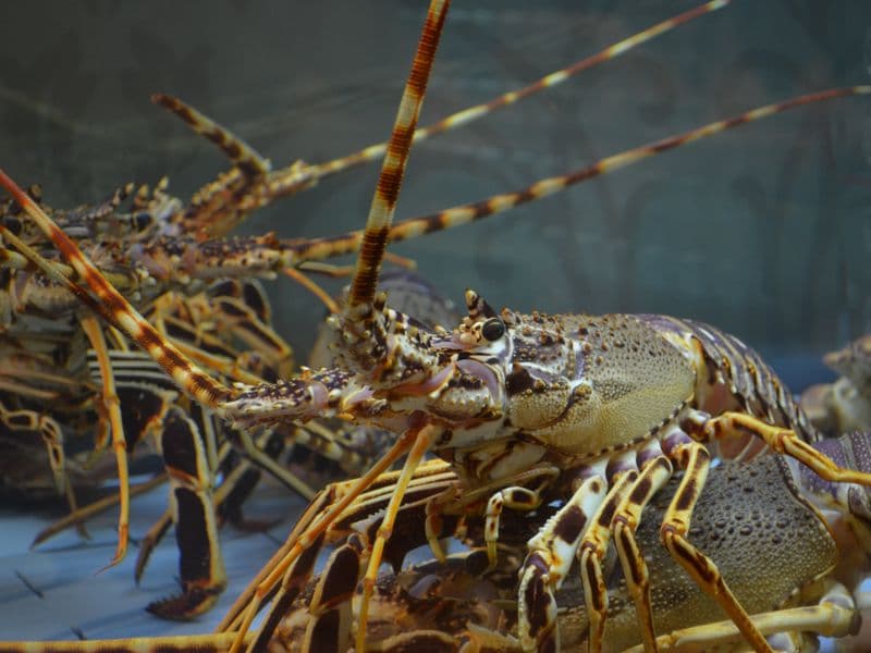 Spiny lobster, cooked