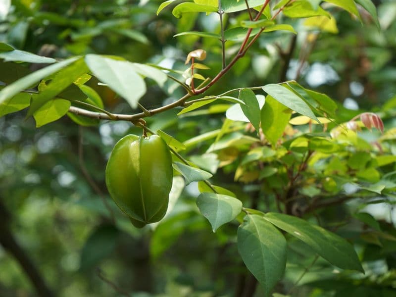 Starfruit, raw