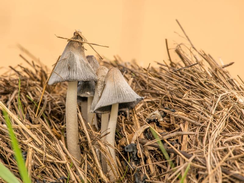 Straw mushrooms, canned