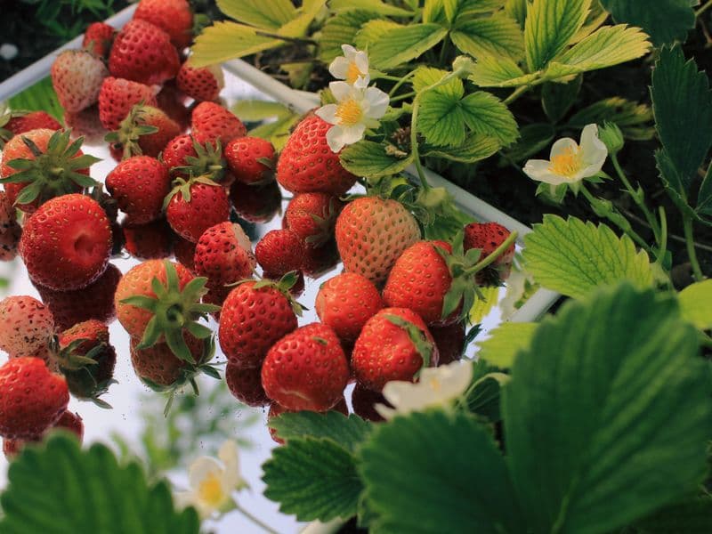 Strawberries, raw