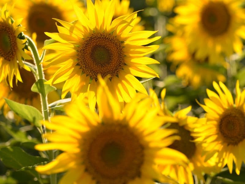 Sunflower oil