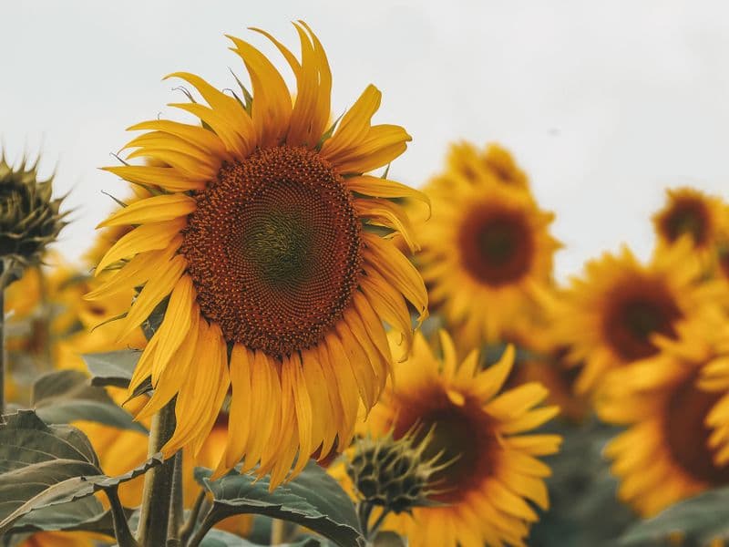 Sunflower seed butter
