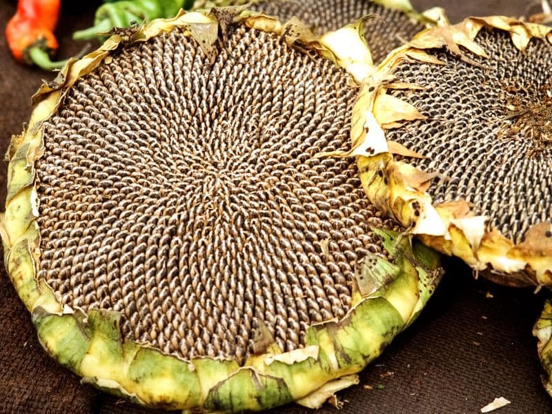 Sunflower seeds