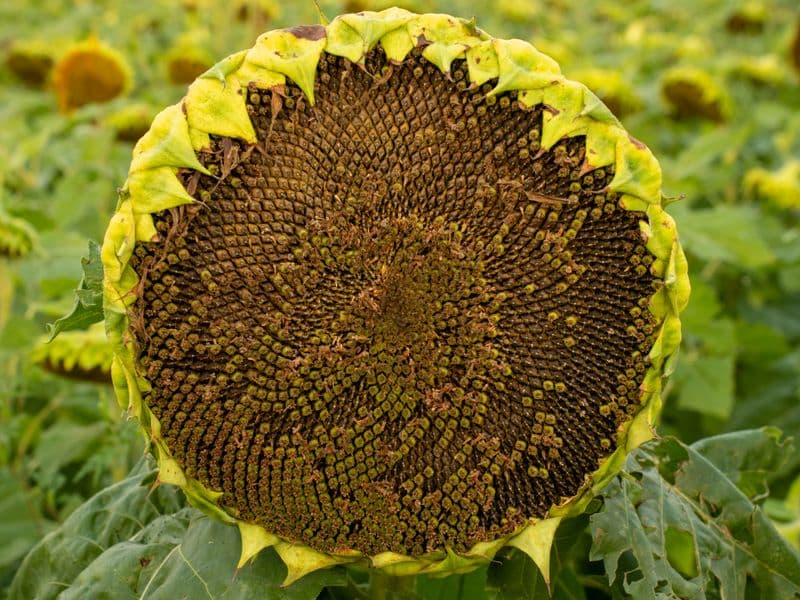 Sunflower seeds, toasted
