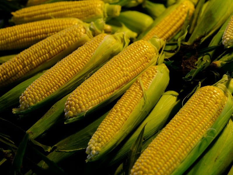 Sweet corn, raw