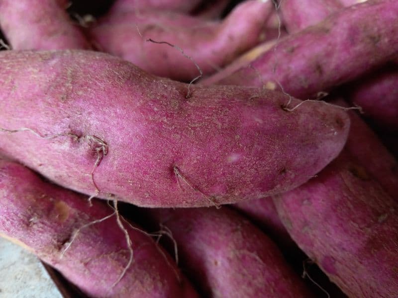 Sweet potato, boiled