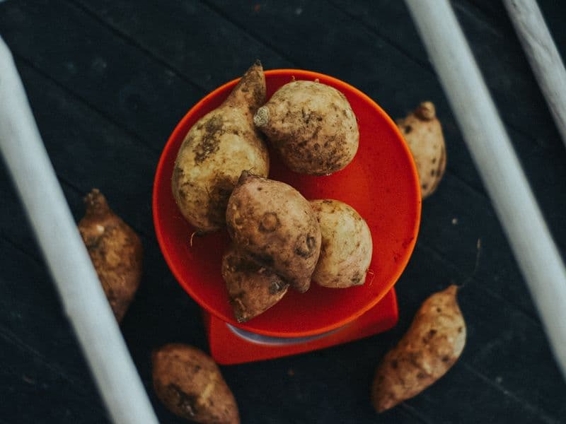 Sweet potato, canned