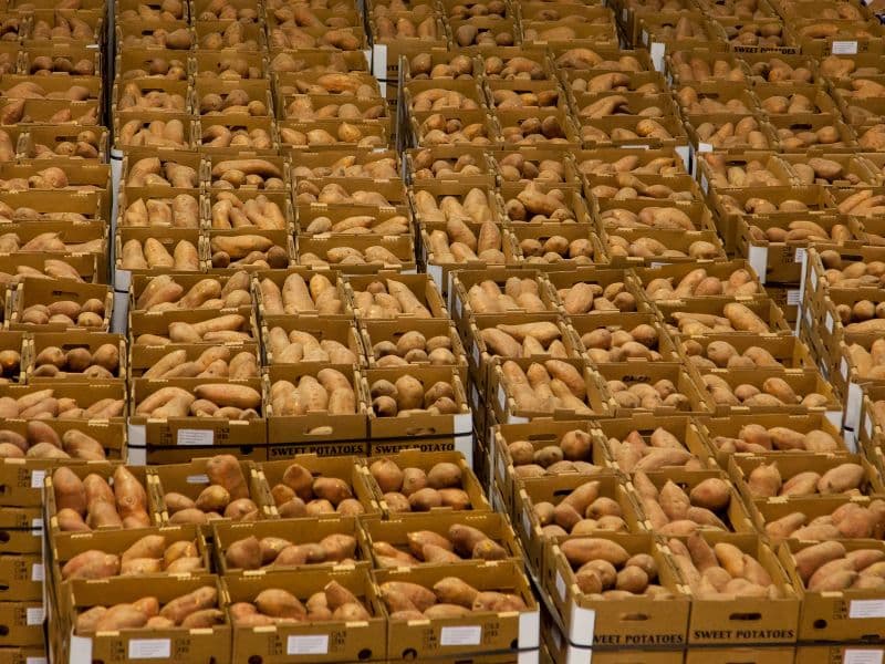 Sweet potato, raw