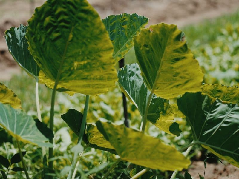 Taro leaves, cooked