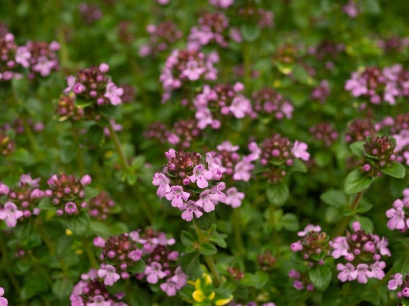 Thyme, dried