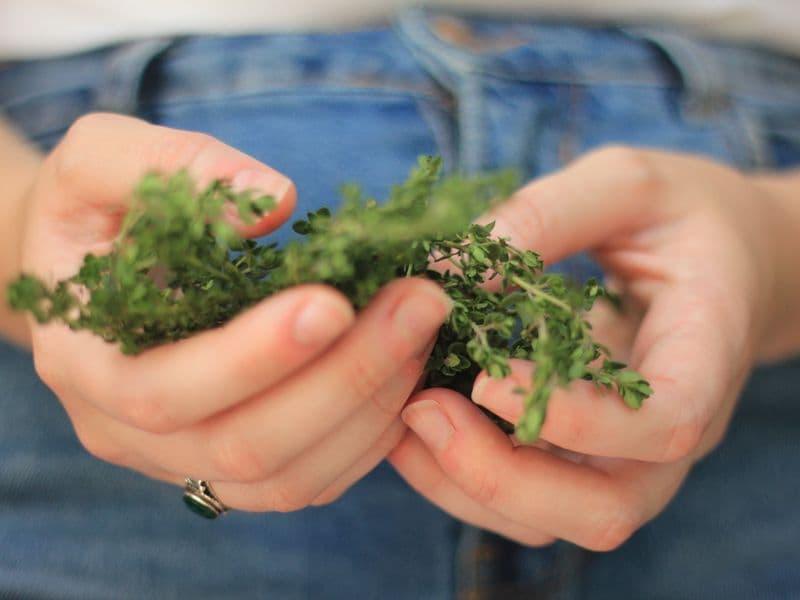 Thyme, fresh