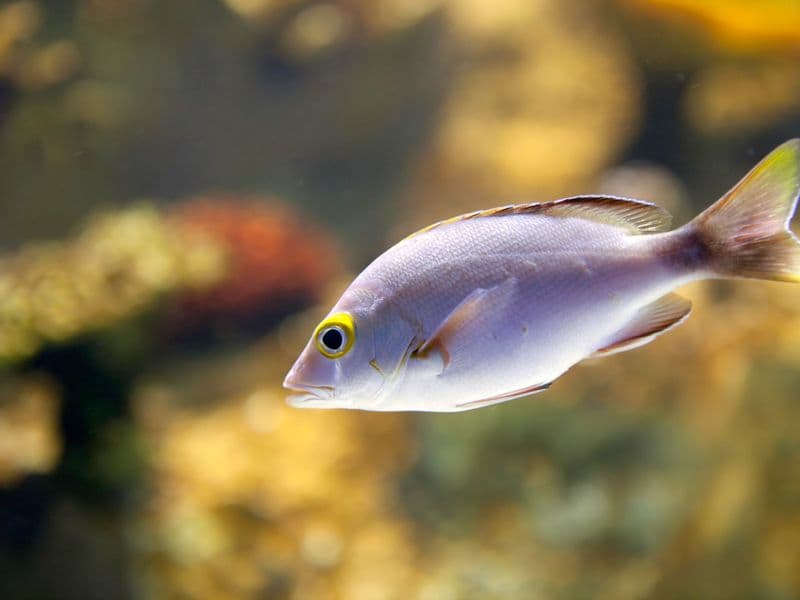 Tilefish, cooked
