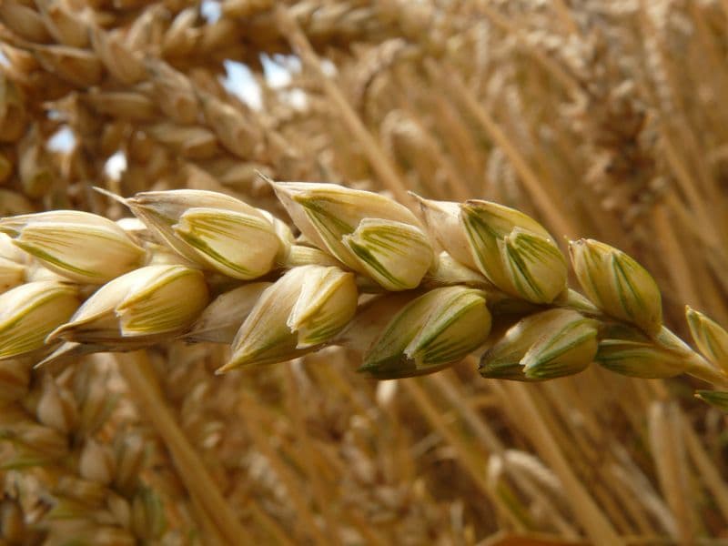 Triticale flour