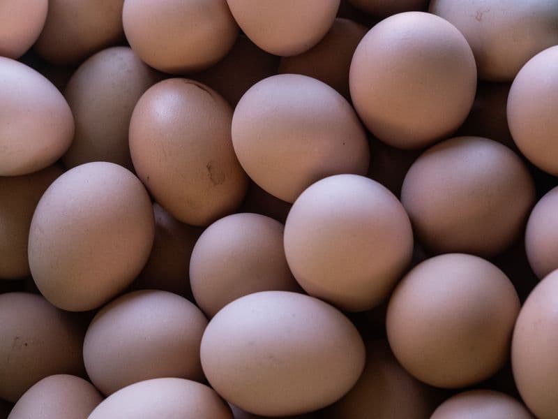 Turkey egg, raw