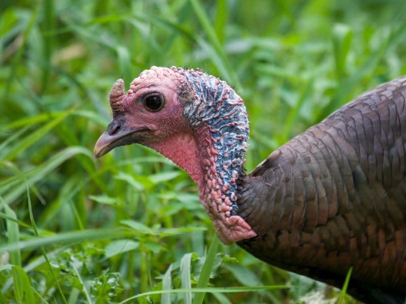Turkey neck, cooked