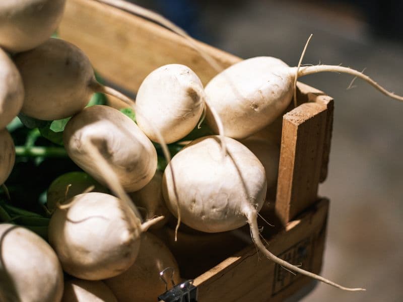 Turnip, cooked