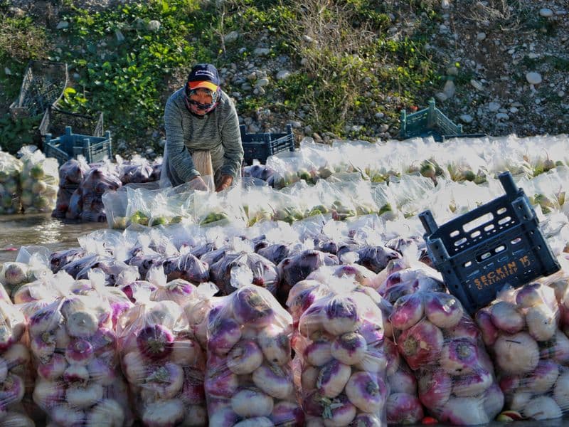 Turnips, cooked