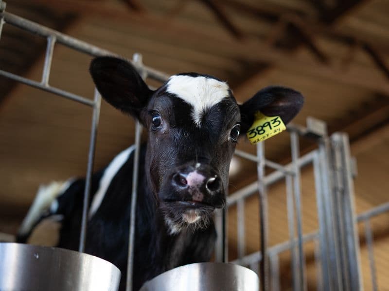 Veal, cooked