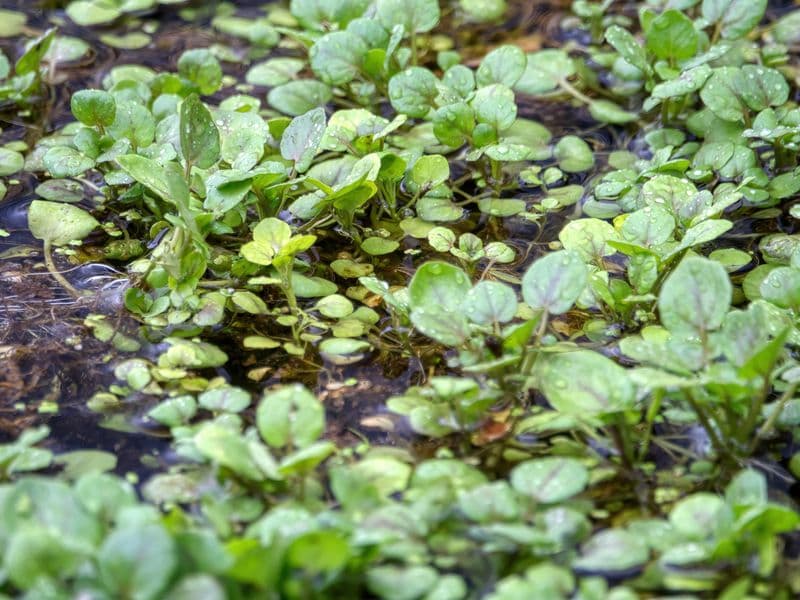 Watercress, raw