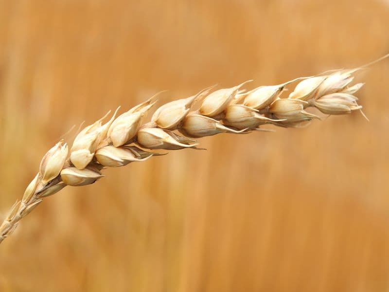 Wheat bran