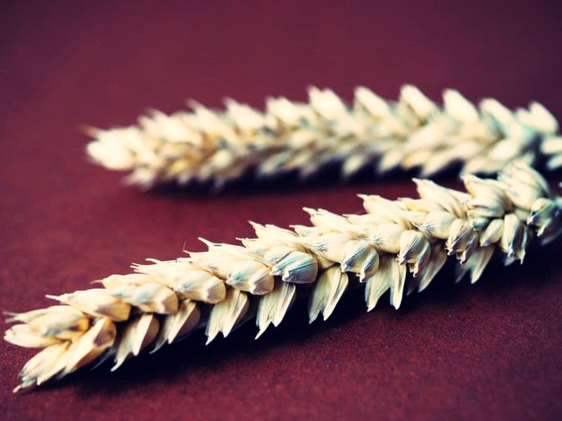 Wheat germ