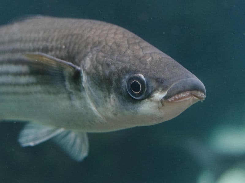 White sucker, cooked