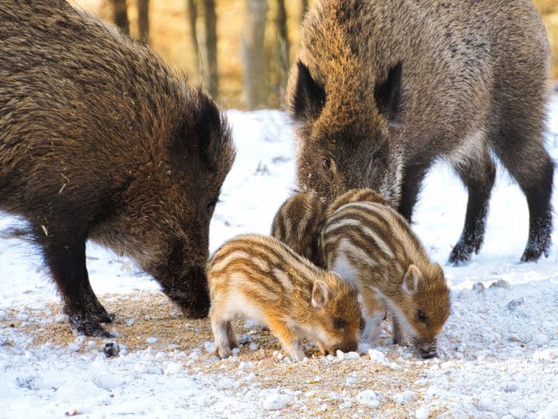 Wild boar, cooked