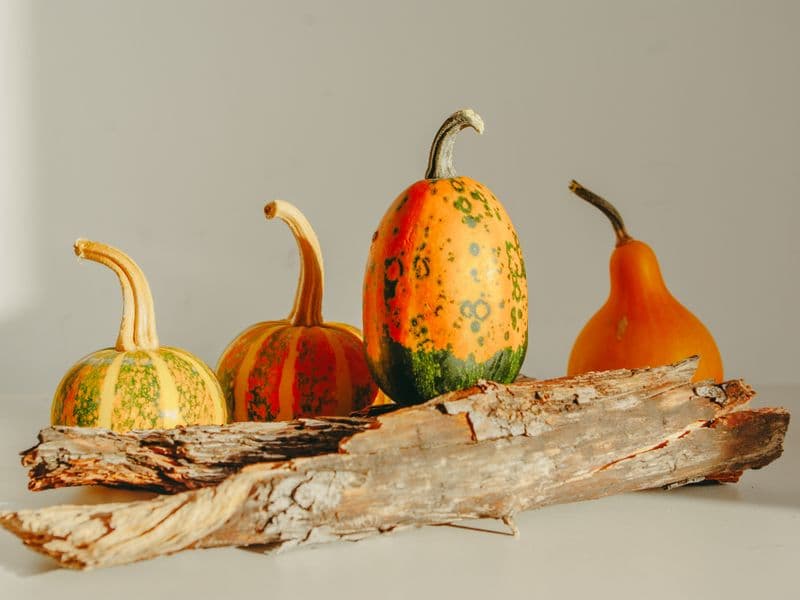 Winter squash, cooked
