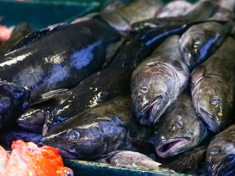 Wolffish, cooked