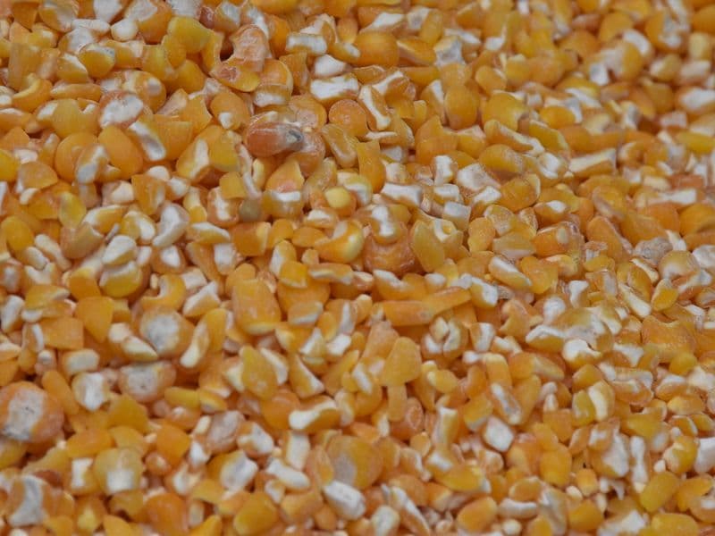 Yellow grits, cooked